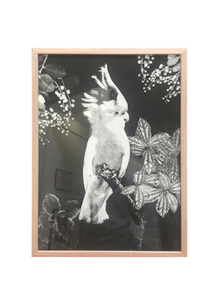 A black and white cockatoo print framed in a Tasmanian oak frame with glass.