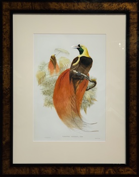 This is an original John Gould lithograph that we have framed to full conservation standards in an elegant birds eye veneer frame with a mat surround and premium museum glass